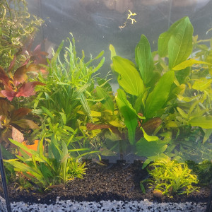 Plantes suite taille et tri dans le bac