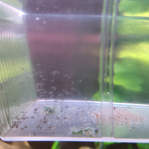 Publication de shanganagh-takhisis