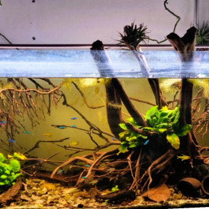 Biotope Amazonien
