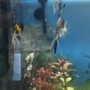 Publication de Les-Aquariums-De-Tom