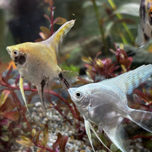 Publication de Les-Aquariums-De-Tom