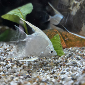 Publication de Les-Aquariums-De-Tom