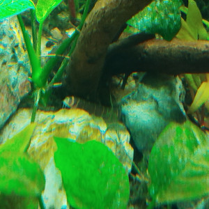 Publication de Fla34070