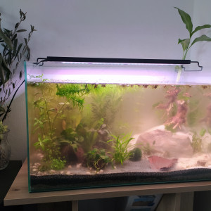 Aquarium low-tech 45L