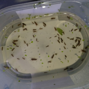 Souches nourriture vivante