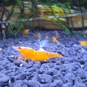CREVETTE ORANGE FIRE NEOCARIDINA