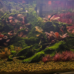 Publication de Loran