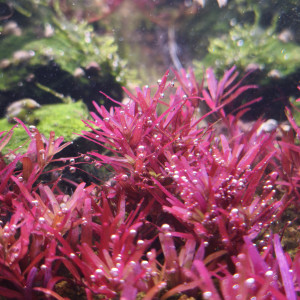 Publication de Loran