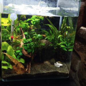 Publication de Pek29