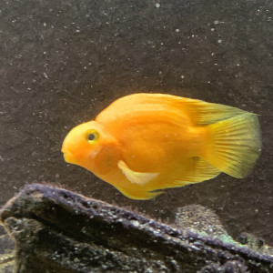 Vends Cichlasoma jaune