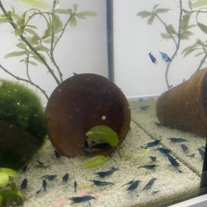 Crevettes blues velvets lot de 10 minimum