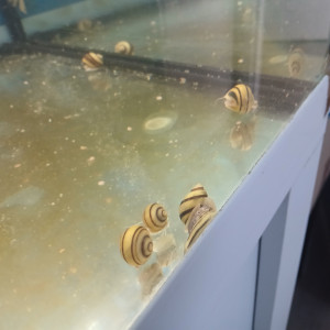 Asolene Spixii - escargot pour aquarium -
