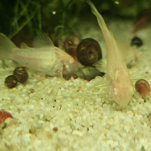 Corydoras aeneus albinos