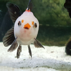 Publication de NEGUS69