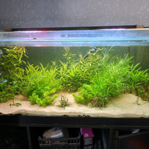 Publication de shanganagh-takhisis