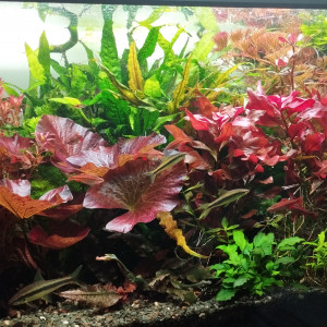 Publication de AquaShrimp95