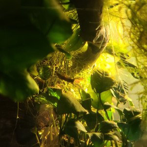 Publication de laurent-galichet