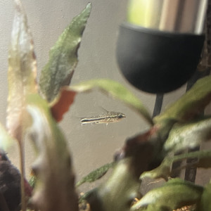 Corydoras Nain