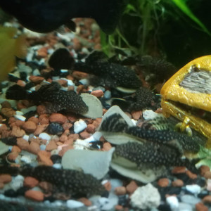 Alevins ancistrus