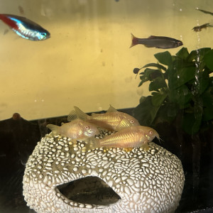 Corydora albinos