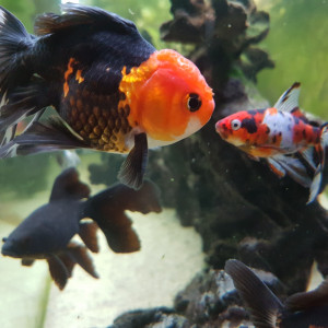 Publication de NEGUS69