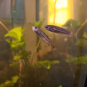 Publication de Honorable_Citron