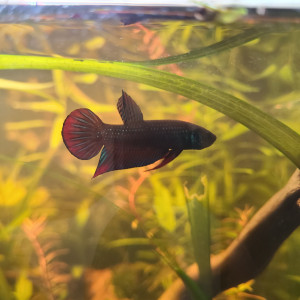 Publication de Honorable_Citron