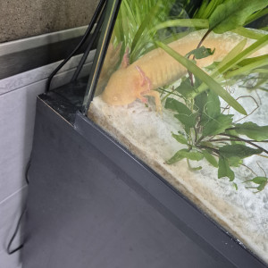 Recherche axolotl