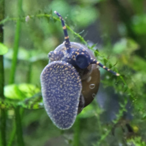 Escargots Blueberry (Viviparus sp.)