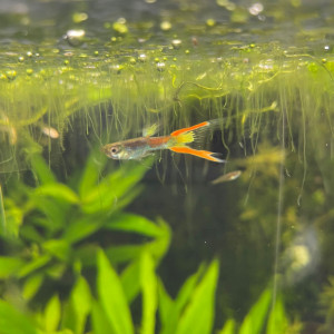 Publication de Nayaah