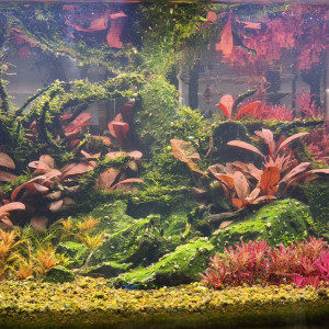 Publication de Loran