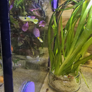Guppy endler
