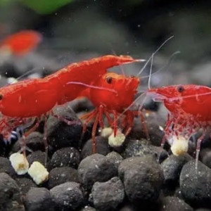 Crevette neocaridina rouge