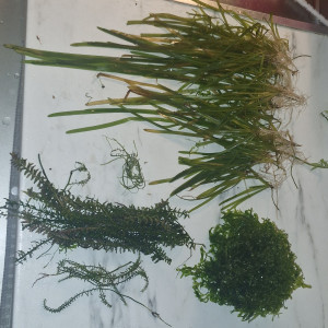 échange plantes d'aquarium