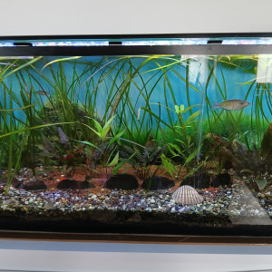 Publication de Submarina