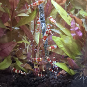 CREVETTE CARIDINA CANTONENSYS CRS