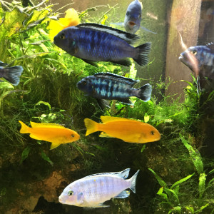 Cychlidés saulosi
