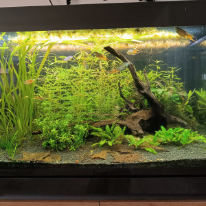 Publication de Lorenz83