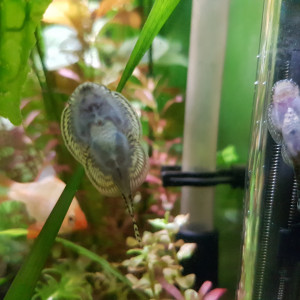 Publication de NEGUS69