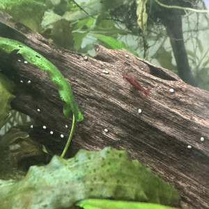 Crevettes