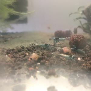 Mosura blue