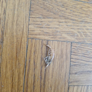 Publication de Dibaboo