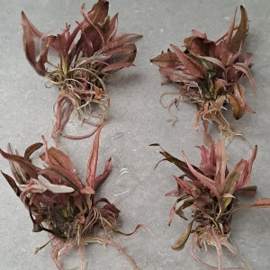 Cryptocoryne sp. flamingo