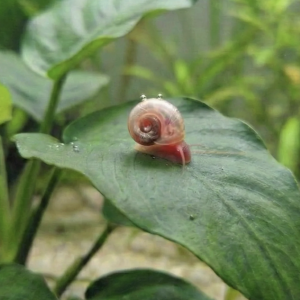 Planorbe rose