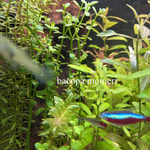 Bacopa monnieri