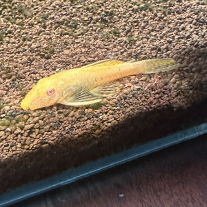 Ancistrus