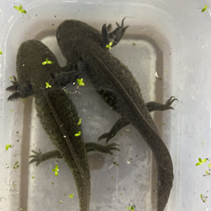 Axolotls leucistiques et sauvages
