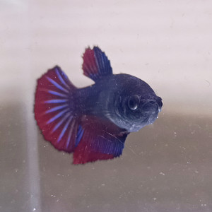 Azerty - betta splendens