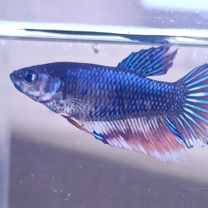 Abyss - betta splendens