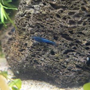 Crevette neocaridina blue velvet